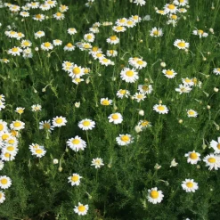 ARBORIX - 6 x camomille romaine - chamaemelum nobile - godet 9cm x 9cm