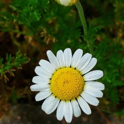 ARBORIX - 6 x camomille romaine - chamaemelum nobile - godet 9cm x 9cm