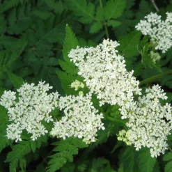 ARBORIX - 6 x cerfeuil musqué - myrrhis odorata - godet 9cm x 9cm