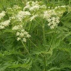 ARBORIX - 6 x cerfeuil musqué - myrrhis odorata - godet 9cm x 9cm