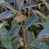 ARBORIX - 2 x chalef de ebbing - elaeagnus ebbingei - 40-60 cm pot