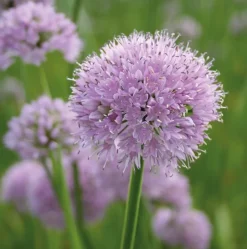 ARBORIX - 6 x ciboulette 'summer beauty' - allium senscens 'summer beauty' - godet 9cm x 9cm