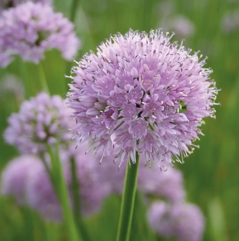 ARBORIX - 6 x ciboulette 'summer beauty' - allium senscens 'summer beauty' - godet 9cm x 9cm