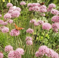 ARBORIX - 6 x ciboulette 'summer beauty' - allium senscens 'summer beauty' - godet 9cm x 9cm