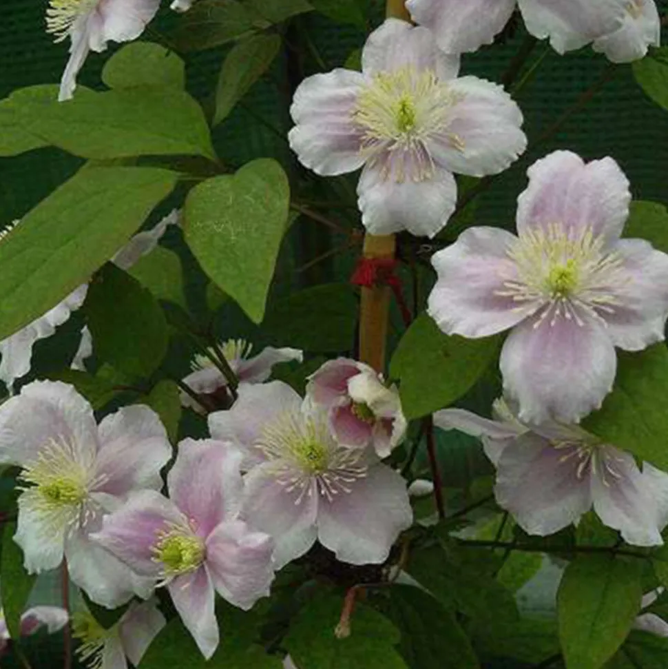 ARBORIX - 2 x clématite des montagnes 'rubens' - clematis montana 'rubens' - 50-60 cm pot