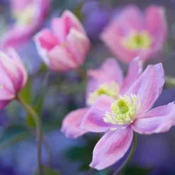 ARBORIX - 2 x clématite des montagnes 'rubens' - clematis montana 'rubens' - 50-60 cm pot