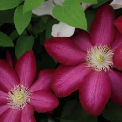 ARBORIX - 2 x clématite des montagnes 'madame jules correvon' - clematis 'madame jules correvon' - 50-60 cm pot