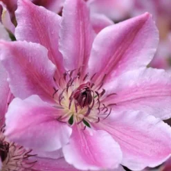 ARBORIX - 2 x clématite 'nelly moser' - clematis 'nelly moser' - 50-60 cm pot