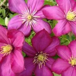 ARBORIX - 2 x clématite 'ville de lyon' - clematis 'ville de lyon' - 50-60 cm pot