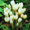 ARBORIX - 50 x crocus botanic snowbunting - bulbes à fleurs de printemps
