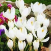 ARBORIX - 50 x crocus jeanne d'arc - bulbes à fleurs de printemps