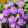 ARBORIX - 50 x crocus pickwick - bulbes à fleurs de printemps