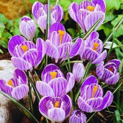ARBORIX - 50 x crocus pickwick - bulbes à fleurs de printemps