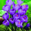 ARBORIX - 50 x crocus remmerbranche - bulbes à fleurs de printemps