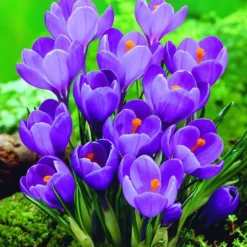 ARBORIX - 50 x crocus remmerbranche - bulbes à fleurs de printemps