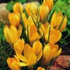 ARBORIX - 50 x crocus yellow - bulbes à fleurs de printemps