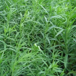 ARBORIX - 6 x estragon 'senior' - artemisia dracunculus 'senior' - godet 9cm x 9cm