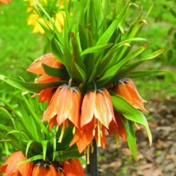 ARBORIX - 5 x fritillaria aurora - orange - 5 x fritillaria aurora