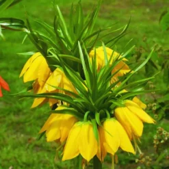 ARBORIX - 5 x fritillaria lutea - jaune - 5 x fritillaria lutea