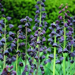 ARBORIX - 5 x fritillaria persica - 5 x fritillaria persica