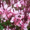 ARBORIX - 6 x gaura lindheimeri 'cherry brandy' – godet 9cm x 9cm – fleurs rose fuchsia éclatantes