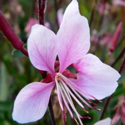 ARBORIX - 6 x gaura lindheimeri 'cherry brandy' – godet 9cm x 9cm – fleurs rose fuchsia éclatantes