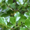 ARBORIX - 2 x griselinie du littoral - griselinia littoralis - 60-80 cm pot