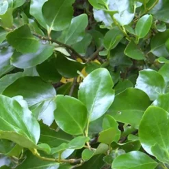 ARBORIX - 2 x griselinie du littoral - griselinia littoralis - 60-80 cm pot