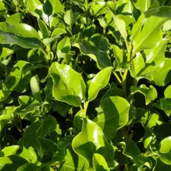 ARBORIX - 2 x griselinie du littoral - griselinia littoralis - 60-80 cm pot