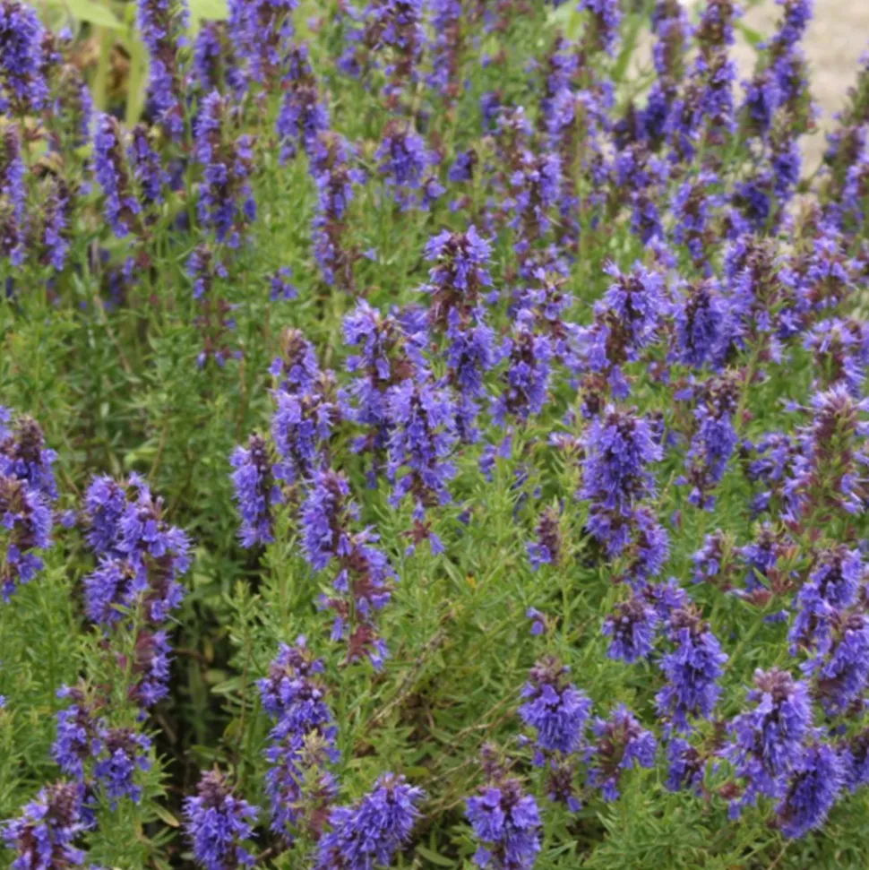 ARBORIX - 6 x hysope officinale - hyssopus officinalis - godet 9cm x 9cm