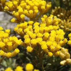 ARBORIX - 6 x immortelle à odeur de curry - helichrysum italicum - godet 9cm x 9cm