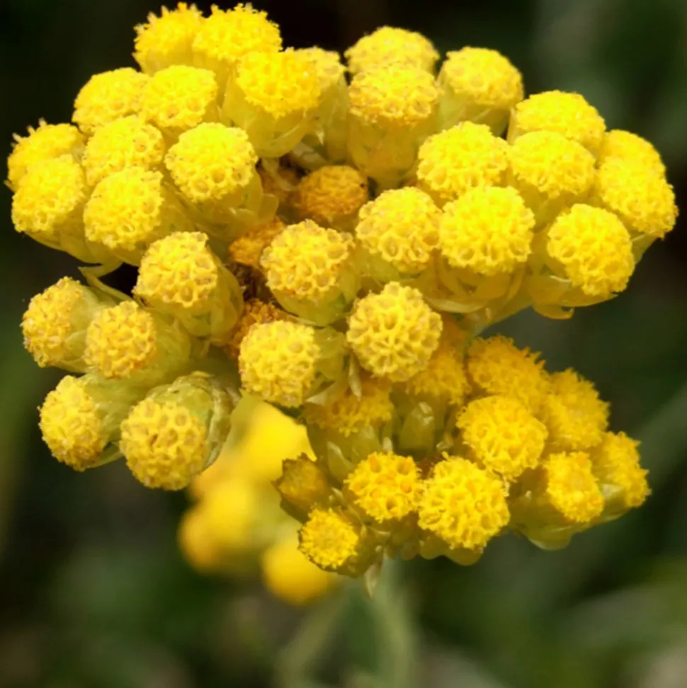 ARBORIX - 6 x immortelle à odeur de curry - helichrysum italicum - godet 9cm x 9cm