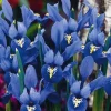ARBORIX - 50 x iris bot reticulata bleu - bulbes à fleurs de printemps