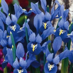 ARBORIX - 50 x iris bot reticulata bleu - bulbes à fleurs de printemps