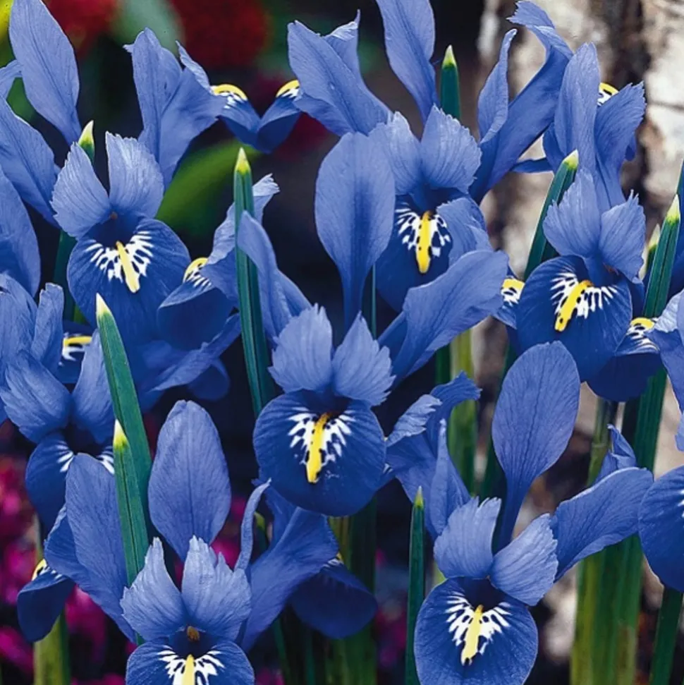 ARBORIX - 50 x iris bot reticulata bleu - bulbes à fleurs de printemps