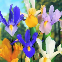 ARBORIX - 50 x iris mix - bulbes à fleurs de printemps