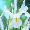 ARBORIX - 50 x iris white excelsior - bulbes à fleurs de printemps