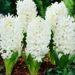 ARBORIX - 25 x jacinthe blanc - bulbes à fleurs de printemps