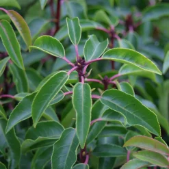 ARBORIX - 2 x laurier du portugal - prunus lusitanica - 30-40 cm pot