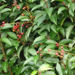 ARBORIX - 2 x laurier du portugal - prunus lusitanica - 40-50 cm pot