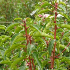 ARBORIX - 2 x laurier du portugal 'angustifolia' - prunus lusitanica 'angustifolia' - 50-60 cm pot