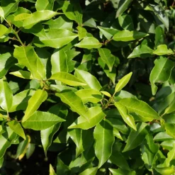 ARBORIX - 2 x laurier du portugal 'angustifolia' - prunus lusitanica 'angustifolia' - 40-50 cm pot