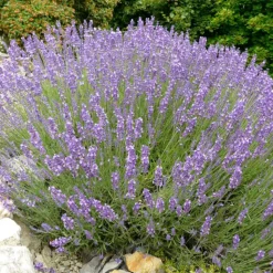 ARBORIX - 6 x lavande officinale - lavandula angustifolia - godet 9cm x 9cm
