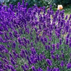 ARBORIX - 6 x lavande officinale - lavandula angustifolia - godet 9cm x 9cm