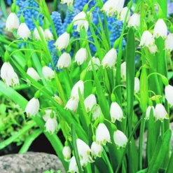 ARBORIX - 10 x leucojum aestivum - bulbes à fleurs de printemps