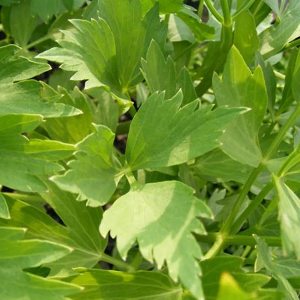 ARBORIX - 6 x livèche officinale - levisticum officinale - godet 9cm x 9cm