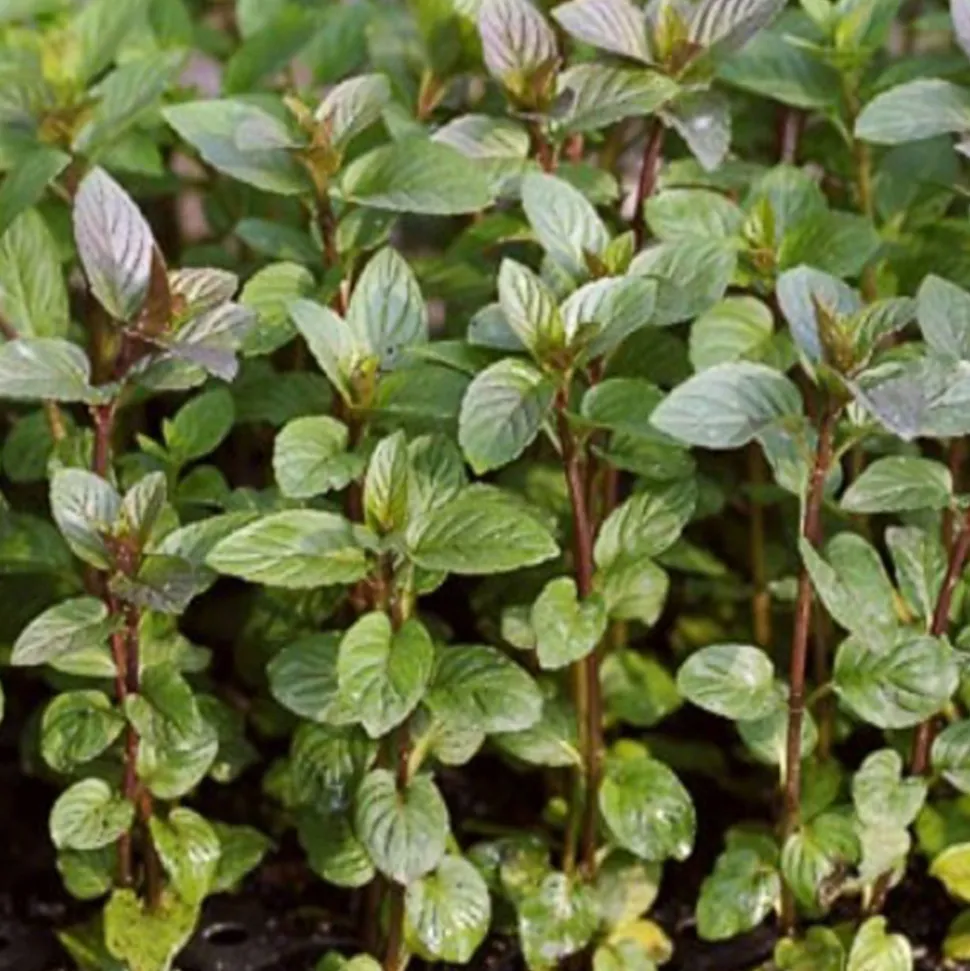 ARBORIX - 6 x menthe poivrée 'nigra' - mentha piperita 'nigra' - godet 9cm x 9cm