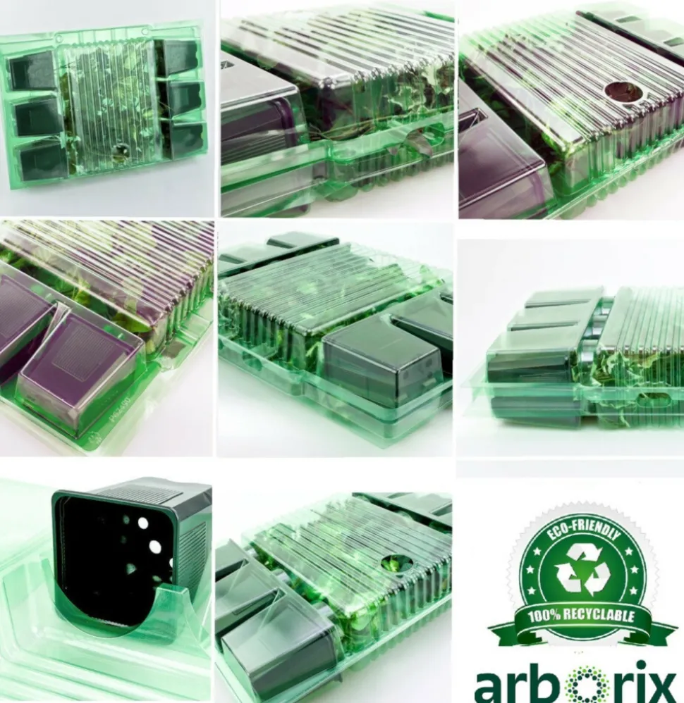 ARBORIX - 6 x menthe poivrée 'nigra' - mentha piperita 'nigra' - godet 9cm x 9cm