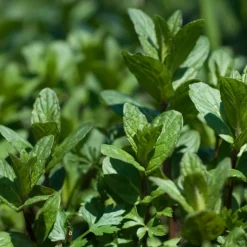 ARBORIX - 6 x menthe poivrée - mentha piperita - godet 9cm x 9cm