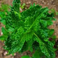 ARBORIX - 6 x menthe verte 'crispa' - mentha spicata 'crispa' - godet 9cm x 9cm